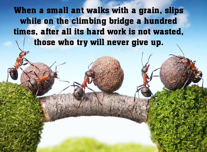 Ants carrying big chunk of food, Super motivational quotes | Unique quotes on life.