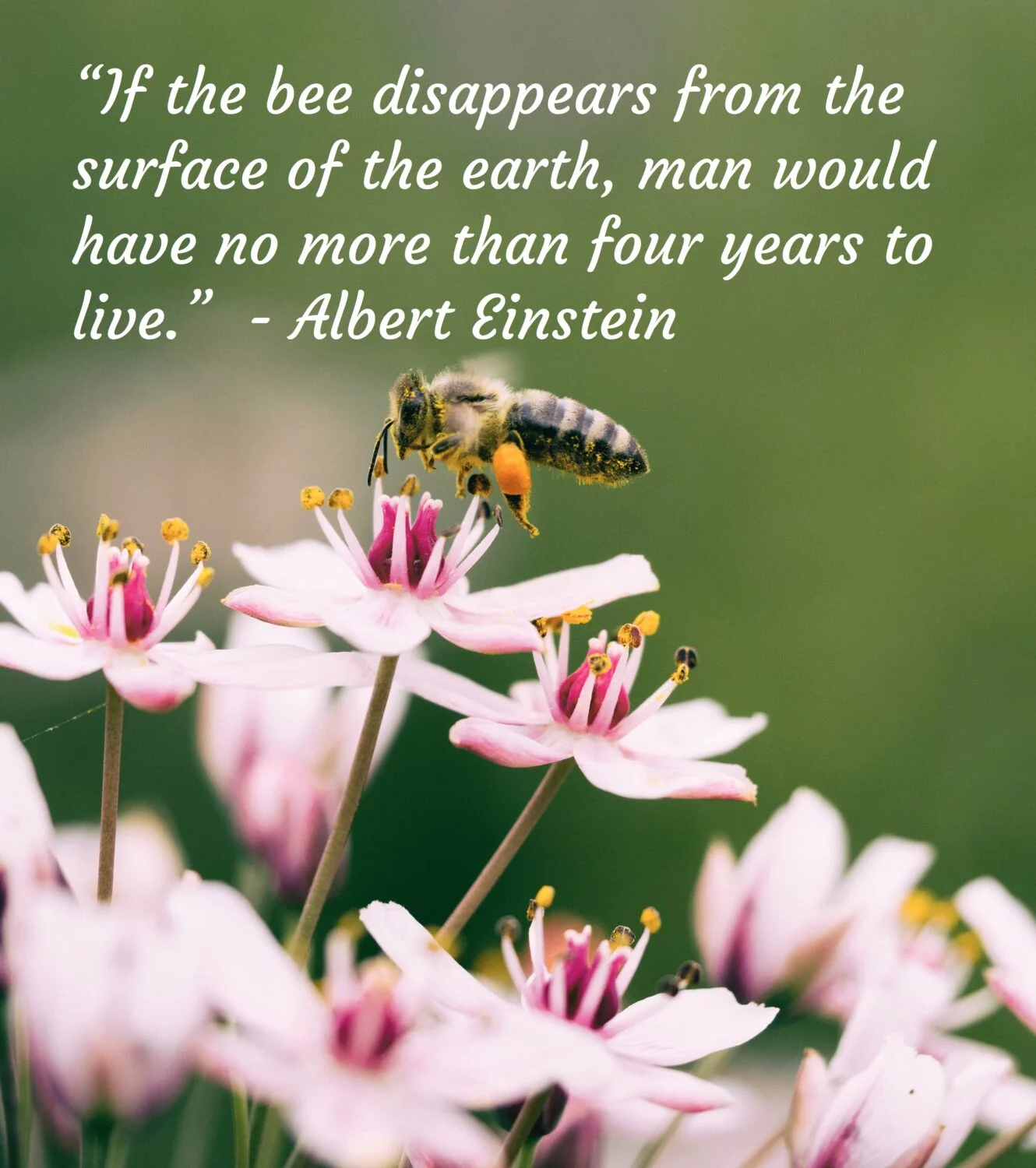 Honey bee on daisy flower, World environment Day.