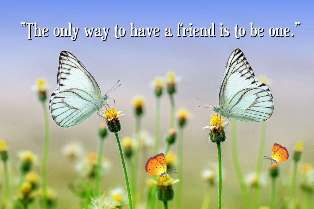 Butterflies sitting on flower, Friendship quotes.