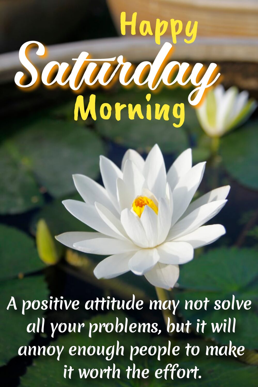 White lotus flower in lake, Saturday quotes | Happy Saturday quotes,