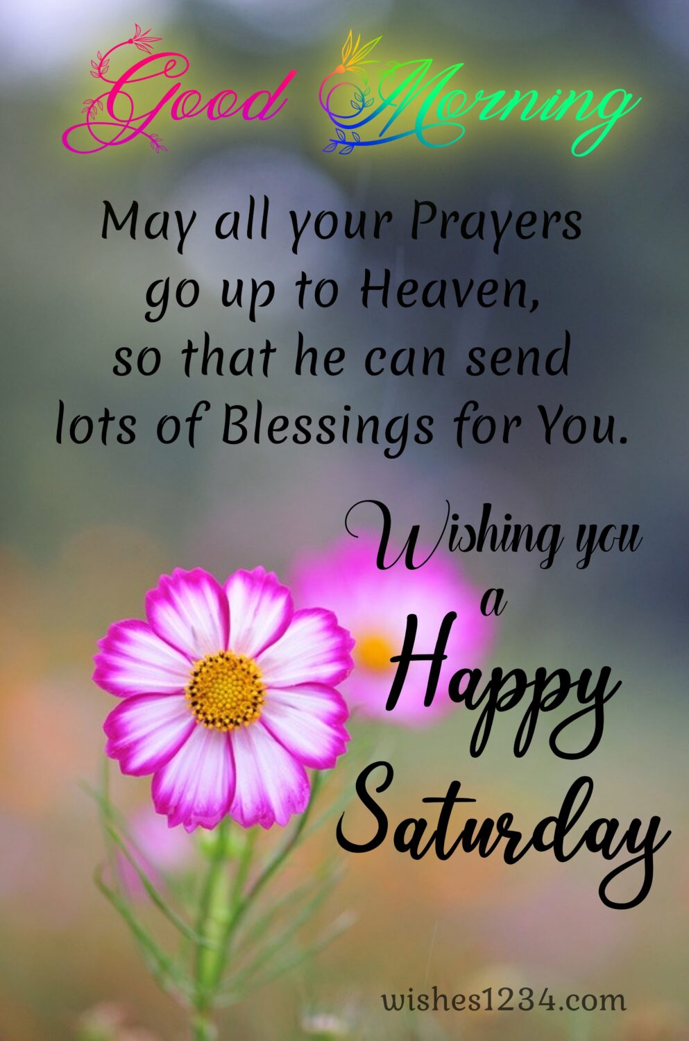 Pink daisy with saturday wishes, Saturday quotes | Happy Saturday quotes.