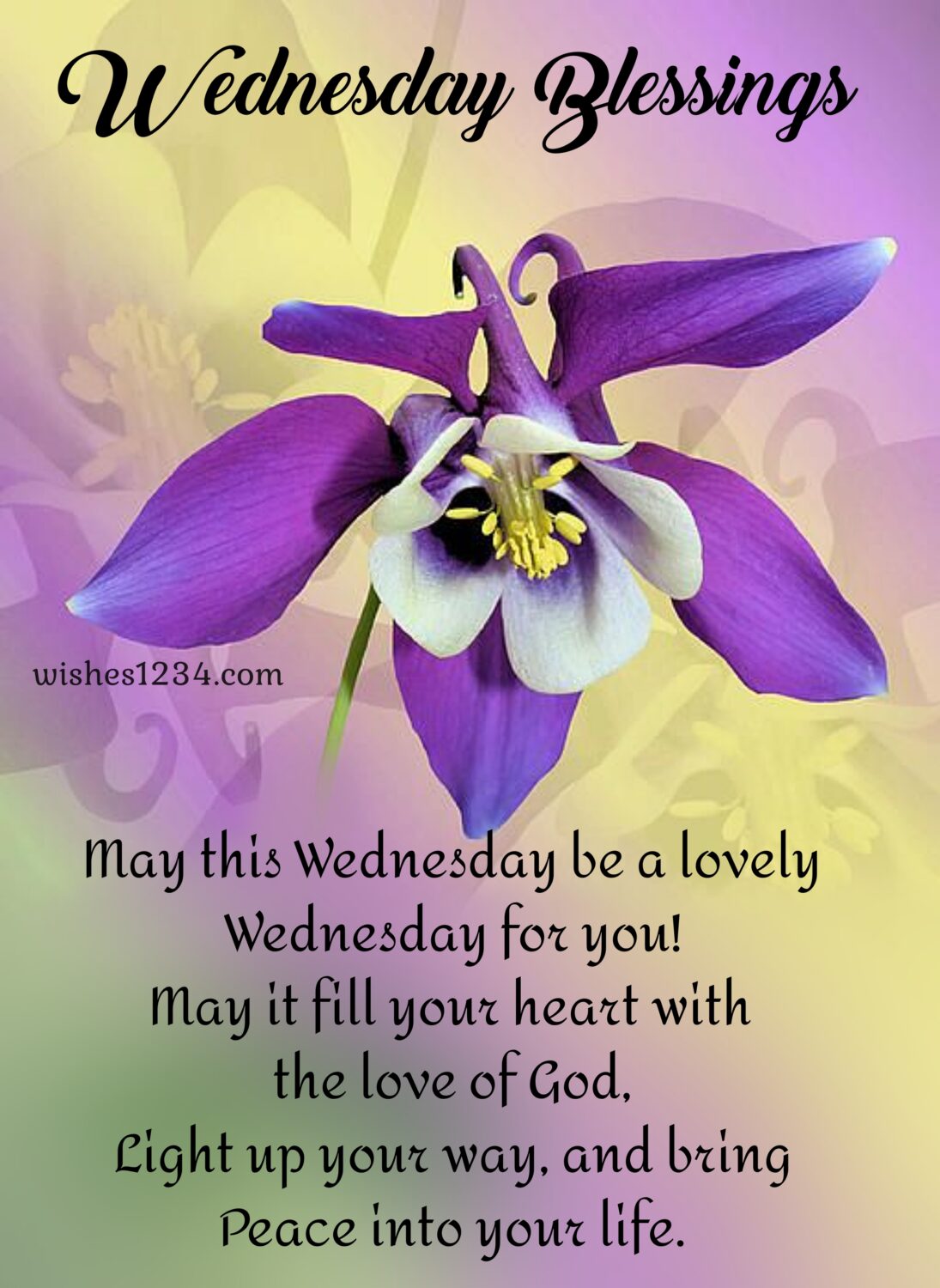 Violet Columbine flower, Wednesday quotes.