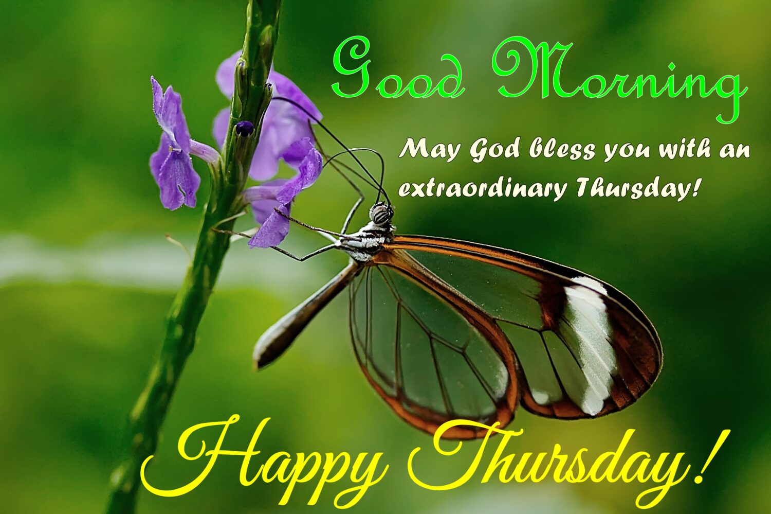 Dragon fly sitting on flower, Happy Thursday | Thursday Quotes.