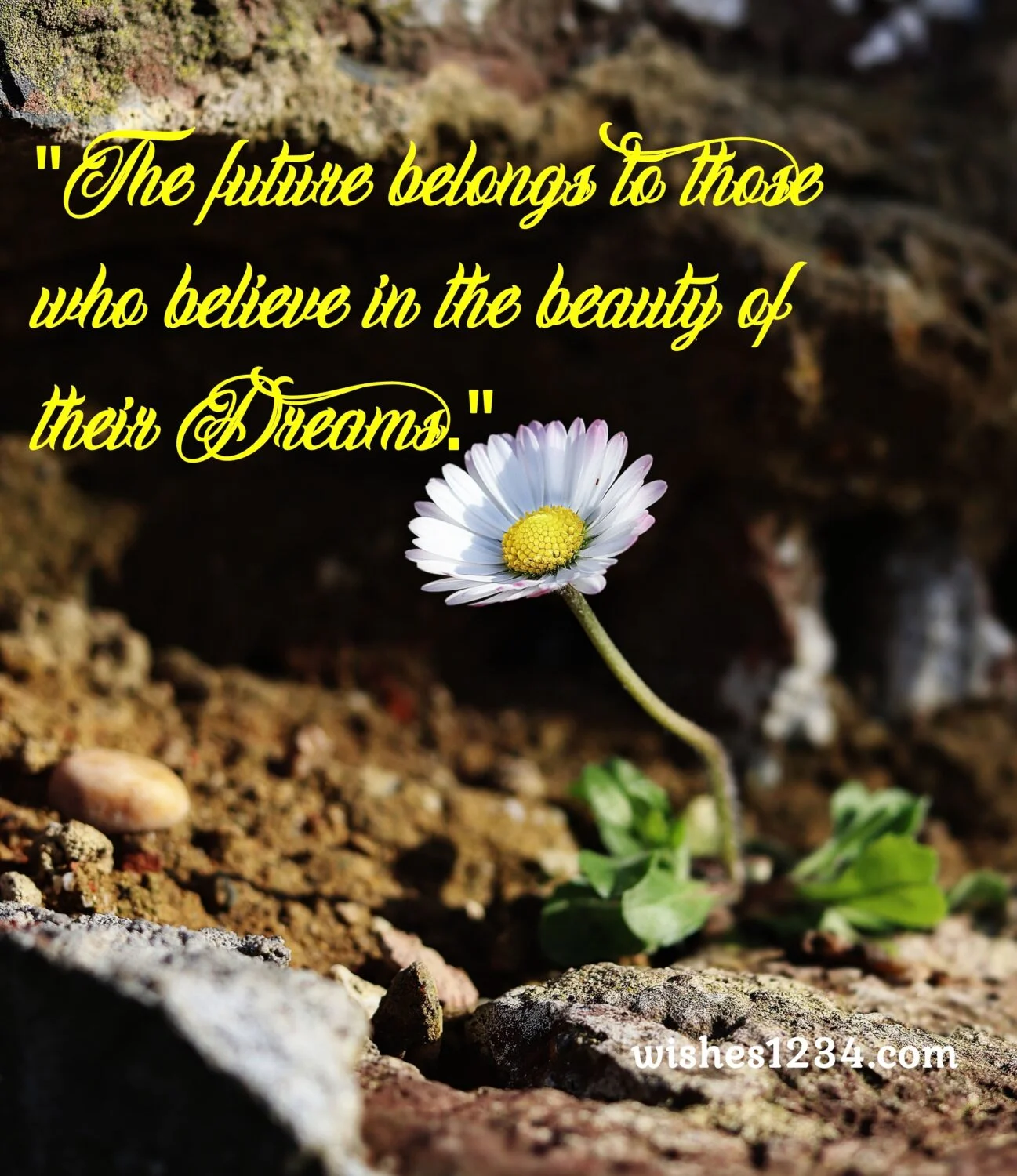 Daisy flower in wild rock, Super motivational quotes | Unique quotes on life.