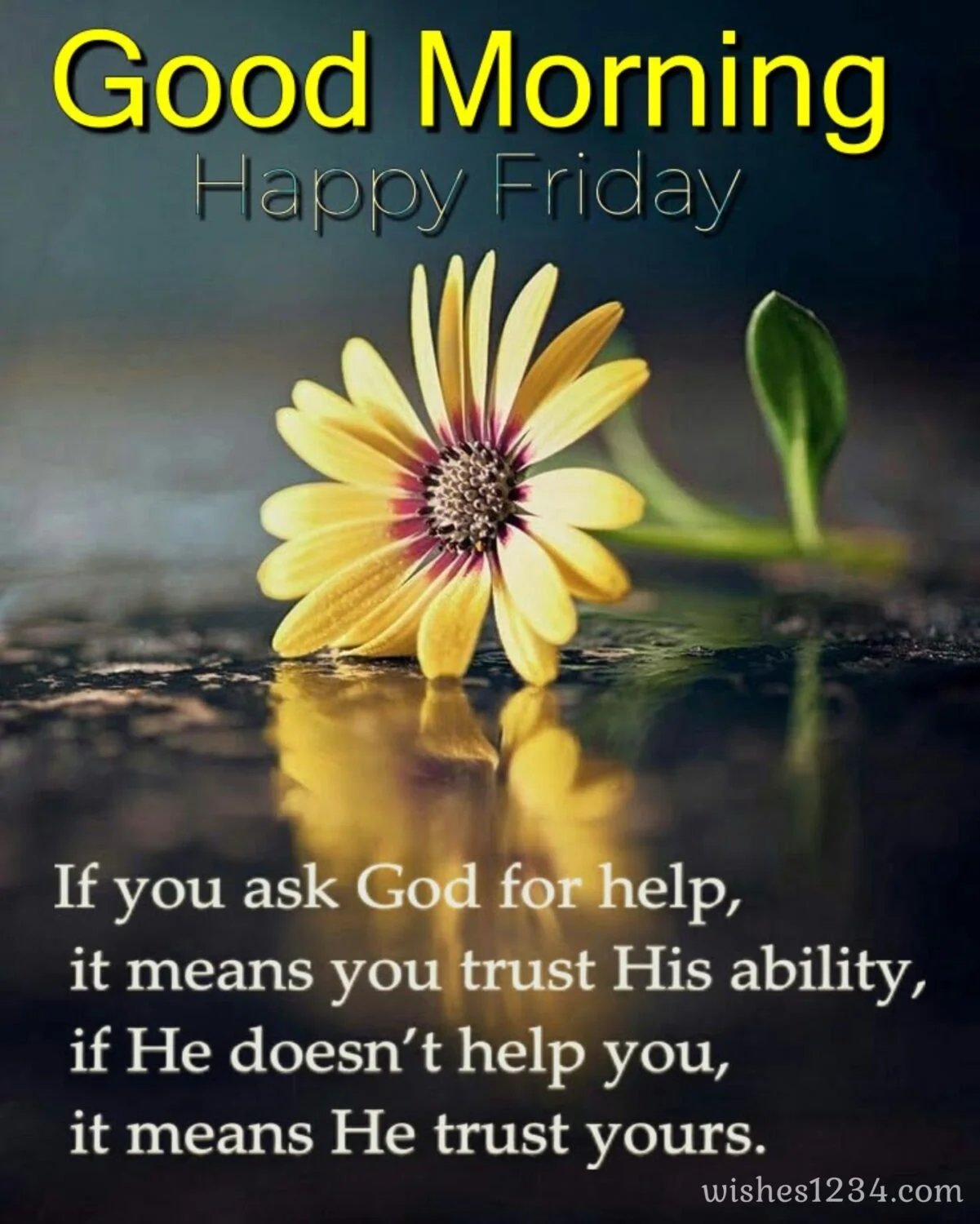 Yellow daisy flower, Quotes about Friday | Friday blessings.