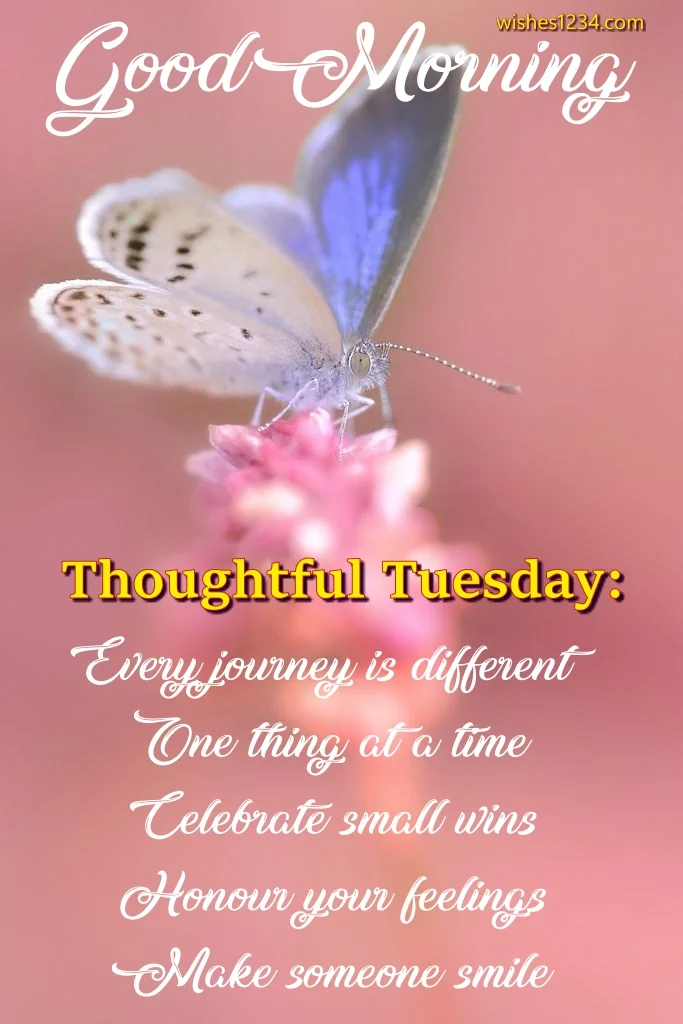 Butterfly on pink flowers, Happy Tuesday Quotes| Tuesday Quotes