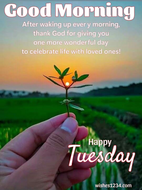 little branch of plant in hand at sunrise view , Happy Tuesday Quotes| Tuesday Quotes