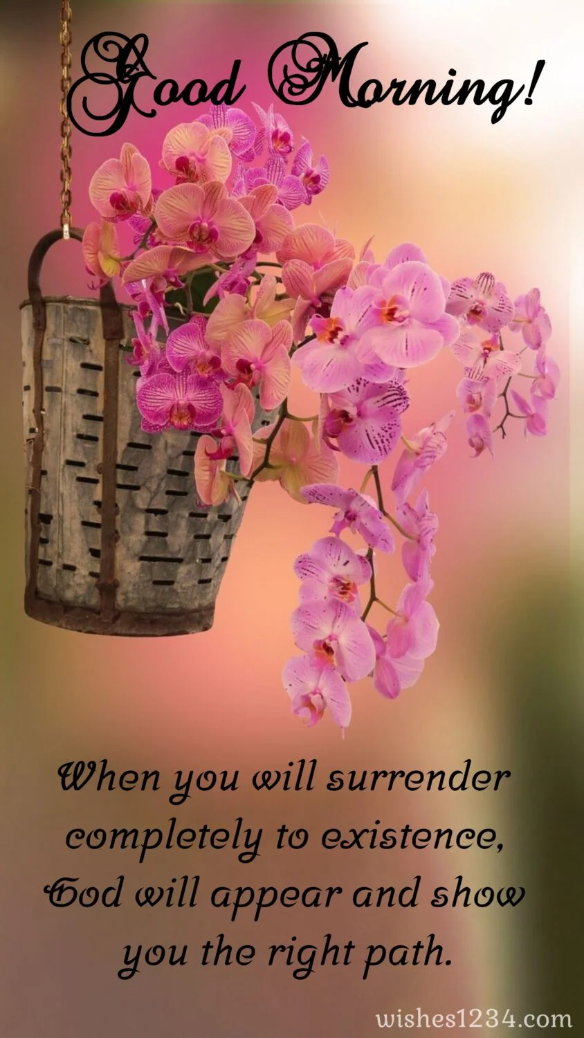 Pink orchid flowers, Wednesday Quotes | Wednesday blessings.