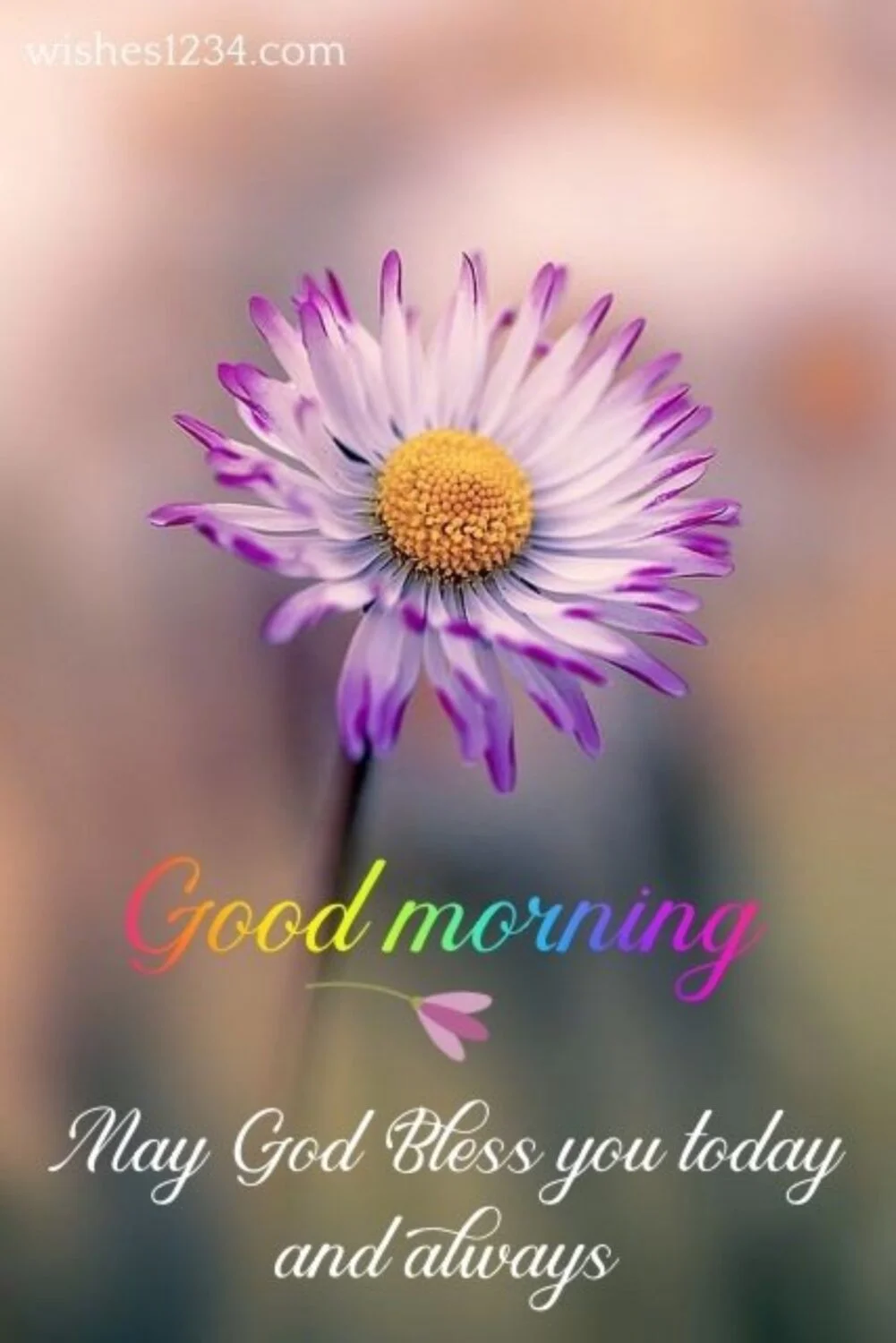 Purple daisy flower, Good Morning Message | Good Morning Images.