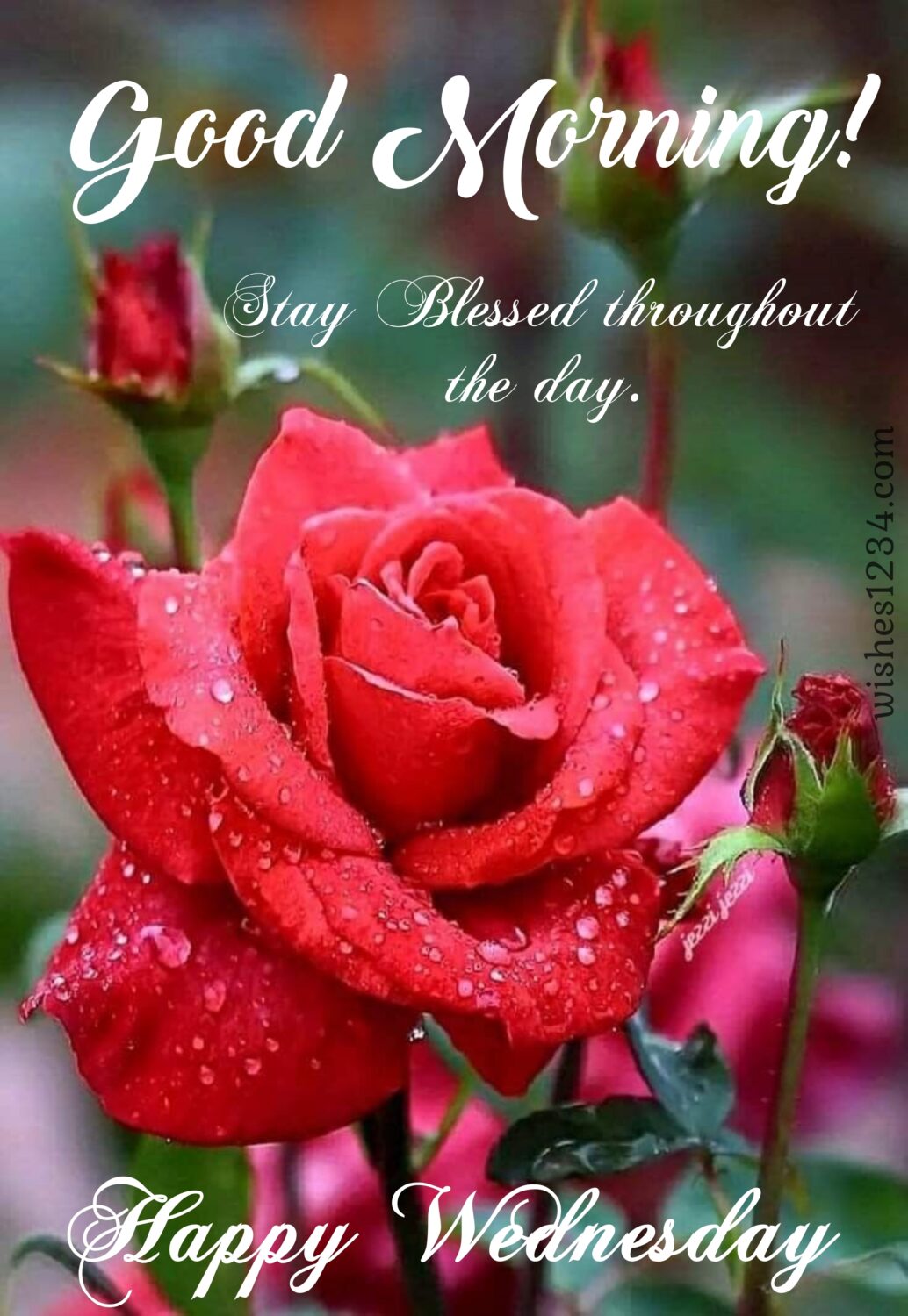 Red rose flower with buds, Wednesday Quotes | Wednesday blessings.