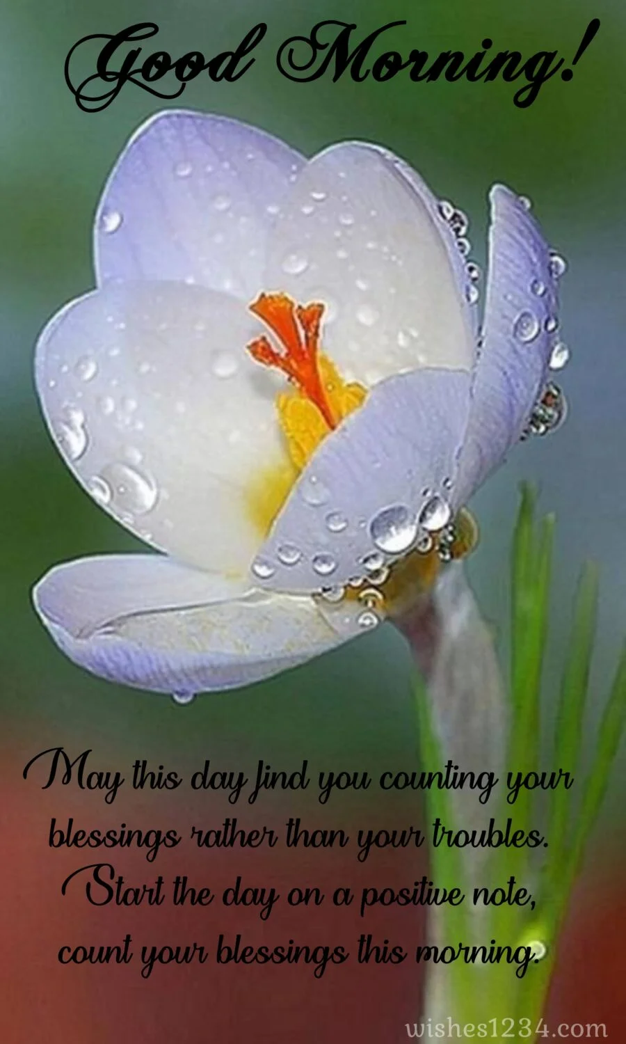 White tulip flower, Wednesday Quotes | Wednesday blessings.