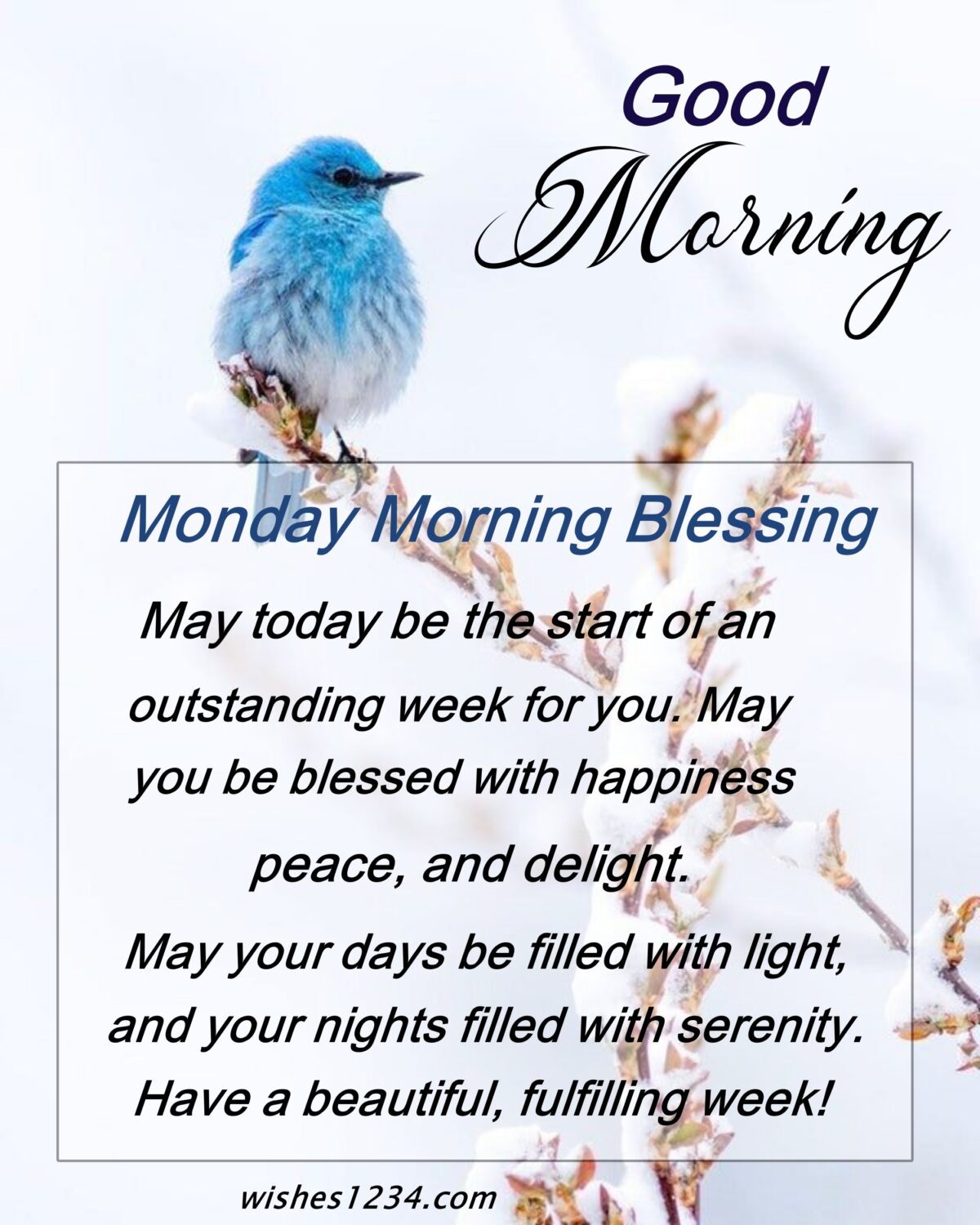 Blue bird sitting on branch 1,Good Morning Monday| Monday Wishes |Monday quotes ,Good Morning ,Good Morning Monday| Monday Wishes |Monday quotes