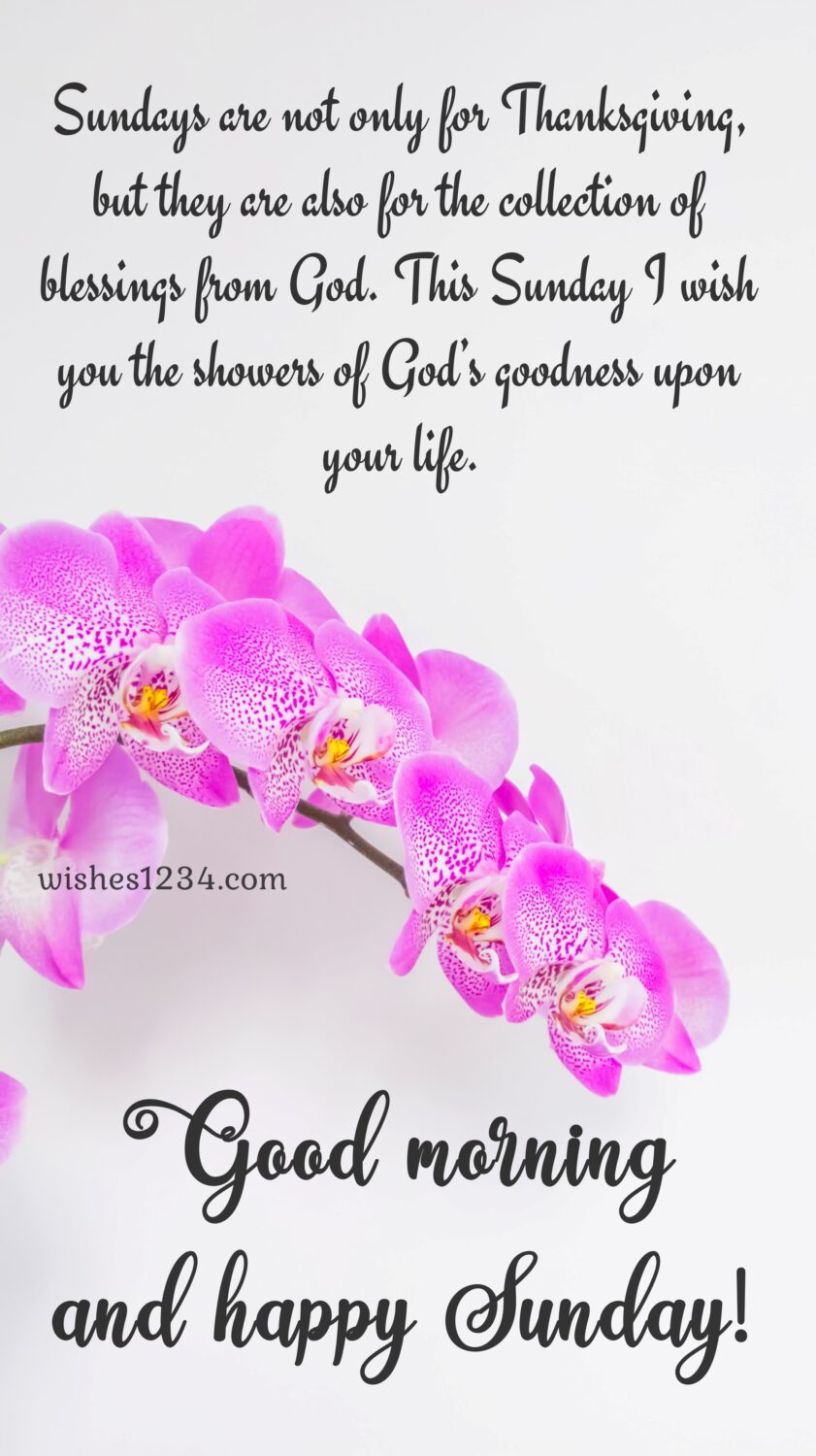 Branch of Pink orchid, Happy Sunday Blessings Quotes Images Pictures wishes.