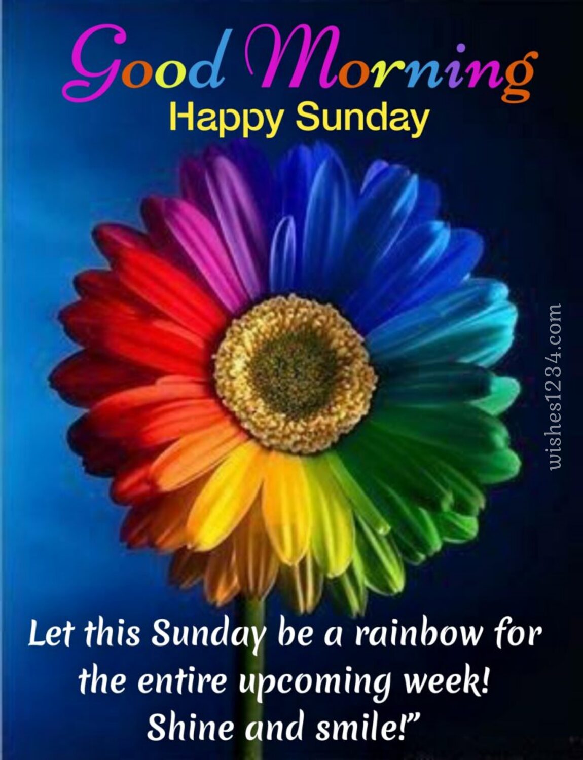 Image of Daisy flower in diffrent colour, Sunday Quotes.