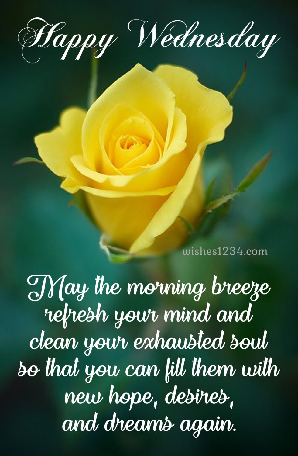 Yellow rose with wednesday quotes, Happy Wednesday.