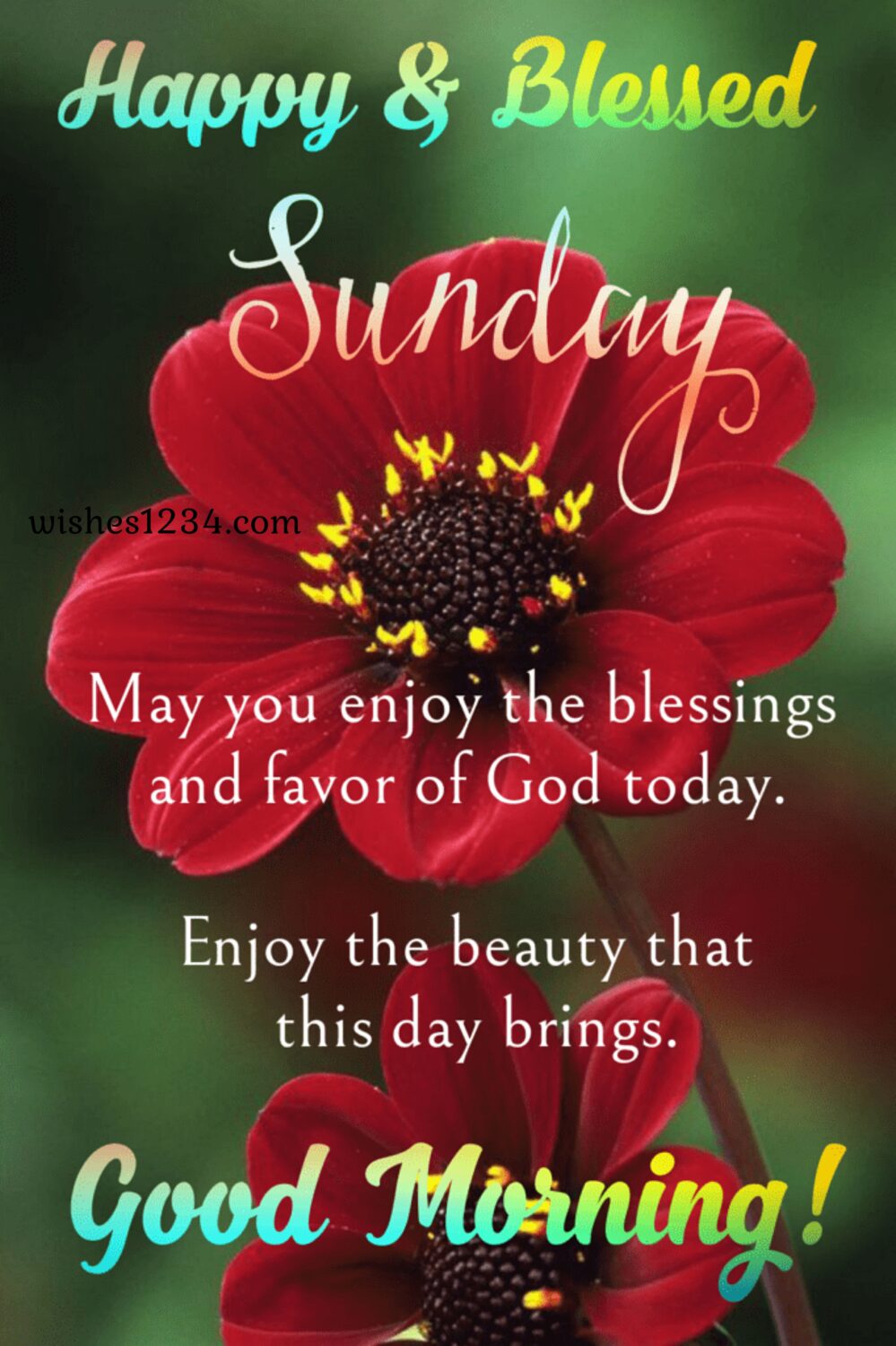 Red cosmos flower, Happy Sunday Quotes, Happy Sunday | Good Morning Sunday.