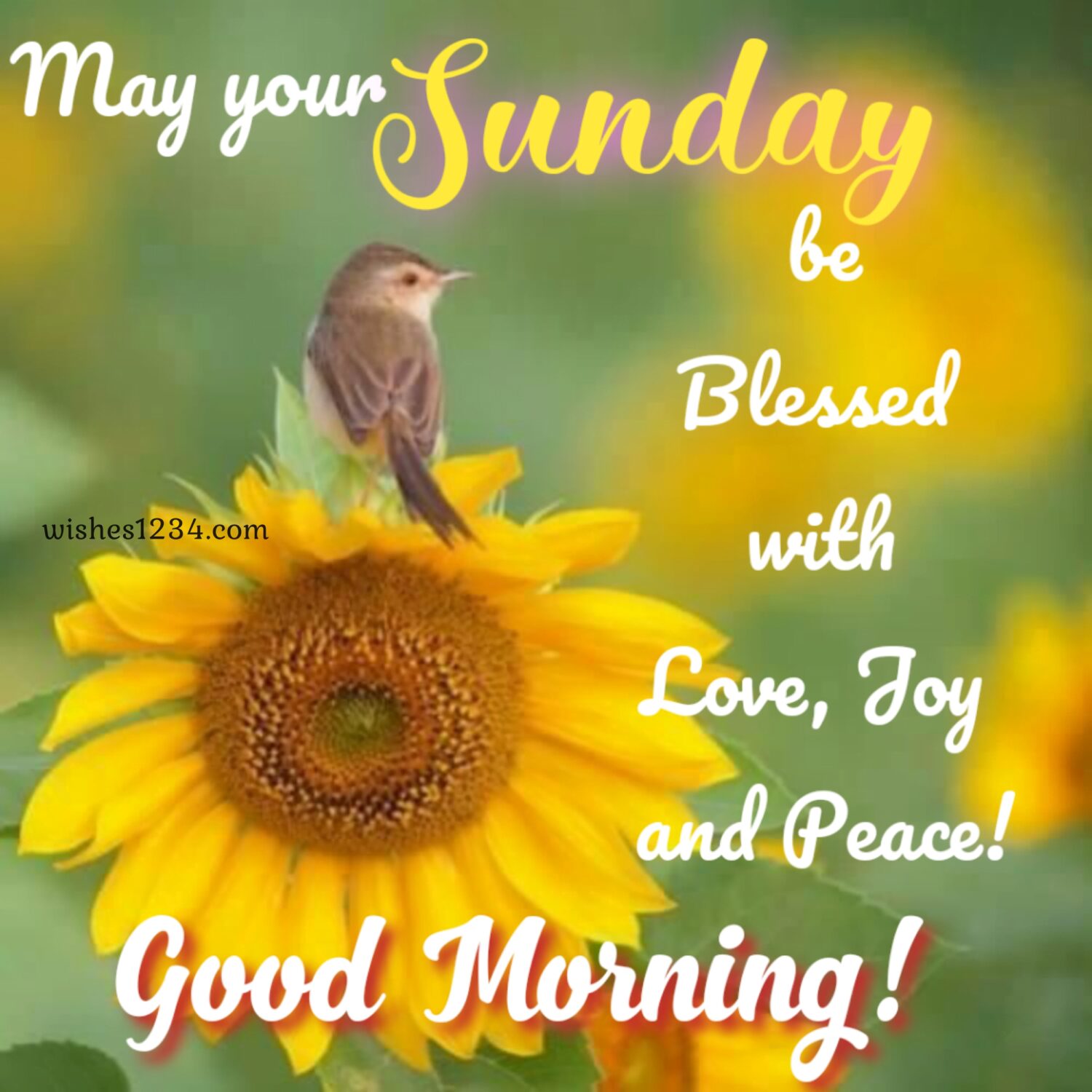 Sparrow on sunflower, Happy Sunday image