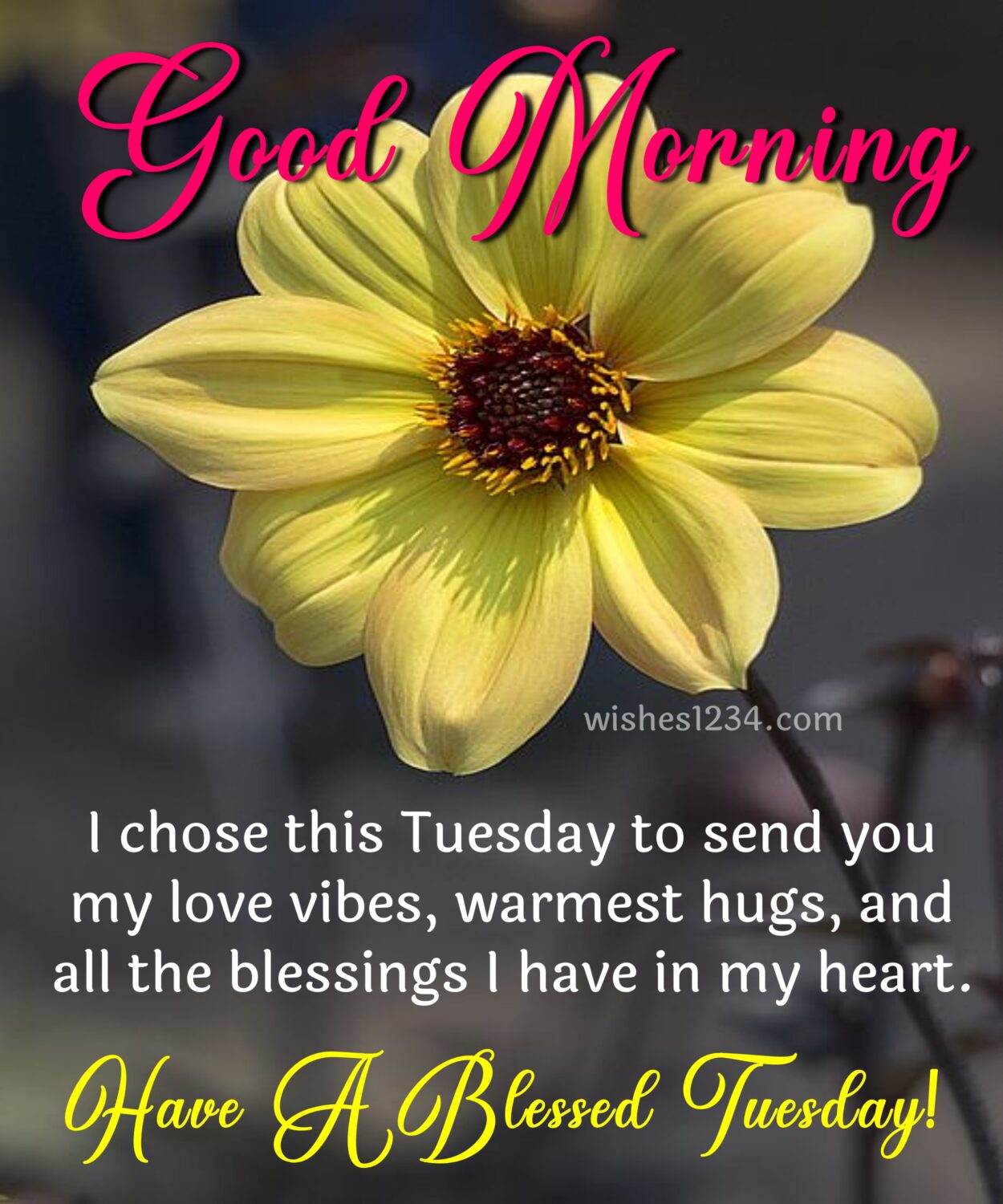 Tuesday blessings with Yellow daisy flower, Happy Tuesday images.