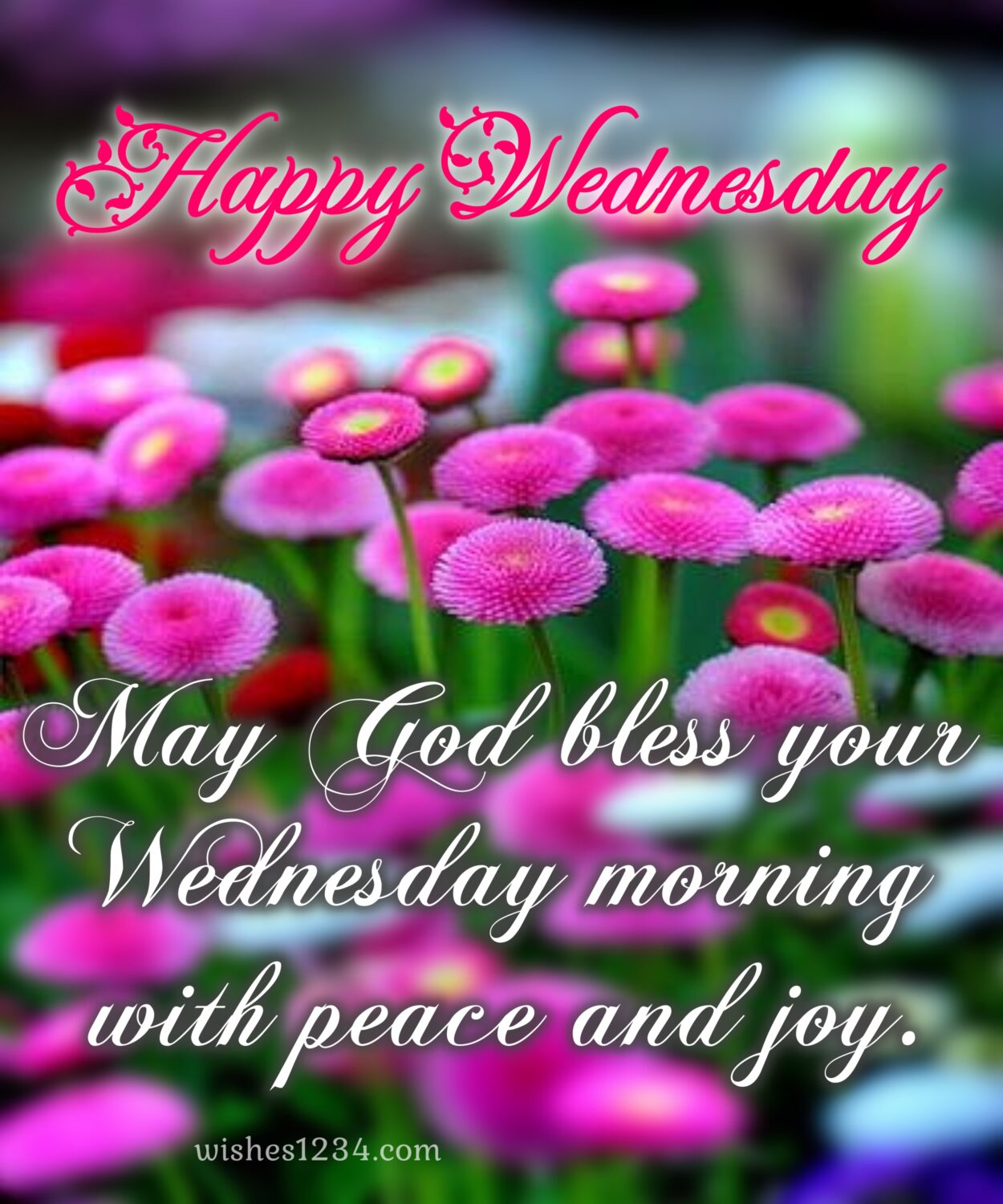 Wednesday quote with chrysanthemum flower, Blessings Wednesday.